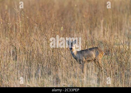 Roebuck im Winter mit samtbedeckten Geweihen Stockfoto