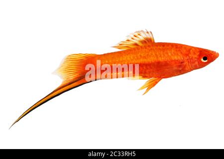 Roter Schwertschwanz Männchen Xiphophorus Helleri Aquarienfisch isoliert auf weiß Stockfoto