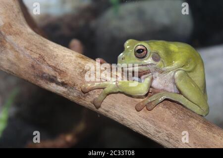 Eine kleine Australische Kröte sitzt auf einem Ast Stockfoto