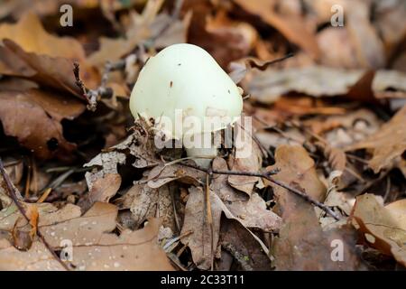 Pilze, Pilze bevölkern den Wald und füllen ihn mit Leben Stockfoto