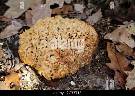 Pilze, Pilze bevölkern den Wald und füllen ihn mit Leben Stockfoto