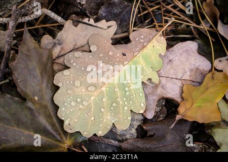 Auf dem Waldboden liegen nasse Eichenblätter Stockfoto
