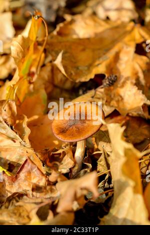 Pilze, Pilze bevölkern den Wald und füllen ihn mit Leben Stockfoto