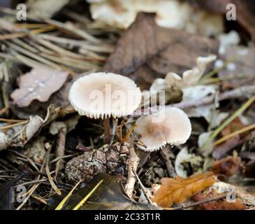 Pilze, Pilze bevölkern den Wald und füllen ihn mit Leben Stockfoto