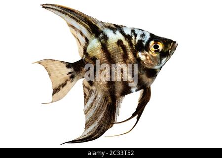 Tiger Marmor Angelfisch pterophyllum scalare Aquarienfische Stockfoto