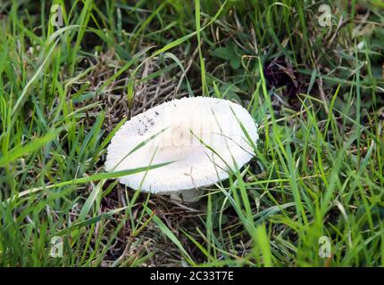Pilze, Pilze bevölkern den Wald und füllen ihn mit Leben Stockfoto