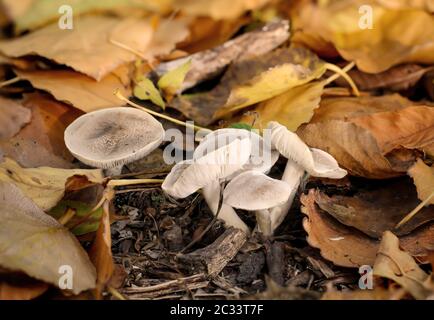 Pilze, Pilze bevölkern den Wald und füllen ihn mit Leben Stockfoto