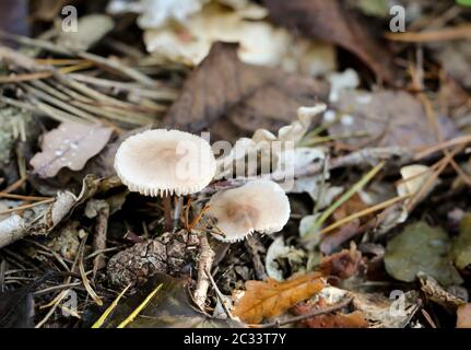 Pilze, Pilze bevölkern den Wald und füllen ihn mit Leben Stockfoto