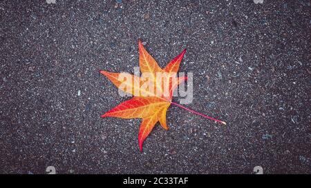 Gelb-rot Blatt des Baums liegt auf dem Grau texturierte Asphalt Stockfoto
