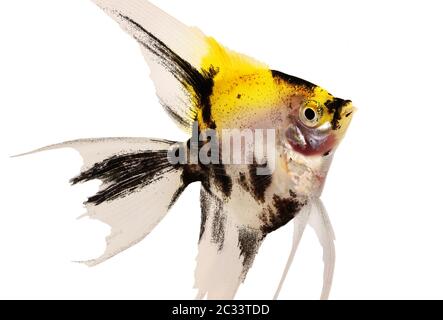 Koi-Engelfisch pterophyllum scalare Aquarienfische isoliert auf weiß Stockfoto