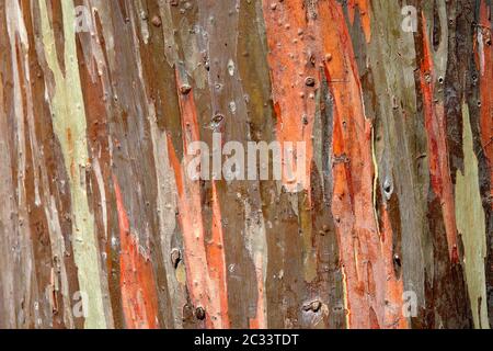 Regenbogen Eukalyptus Rinde Stockfoto