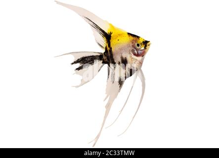 Koi-Engelfisch pterophyllum scalare Aquarienfische isoliert auf weiß Stockfoto