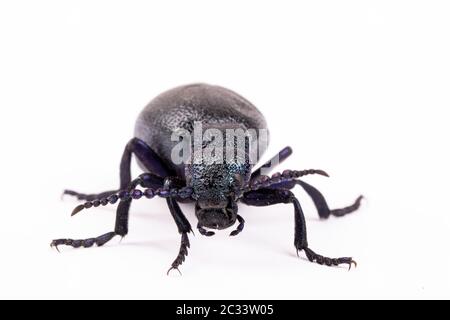 Großer giftiger violetter Ölkäfig, isoliert auf Weiß, Makro von Meloe violaceus im Frühjahr. Europa Tschechische Republik Tierwelt Stockfoto