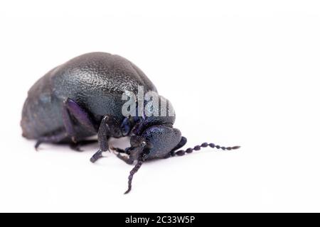 Großer giftiger violetter Ölkäfig, isoliert auf Weiß, Makro von Meloe violaceus im Frühjahr. Europa Tschechische Republik Tierwelt Stockfoto