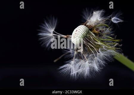 Verwelkter Dandelion mit dunklem Hintergrund. Nahaufnahme der Samen von Dandelion Stockfoto