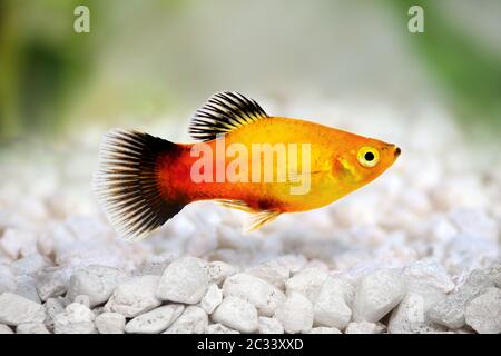 sunburst platy Männchen Xiphophorus maculatus tropischen Aquarienfisch Stockfoto