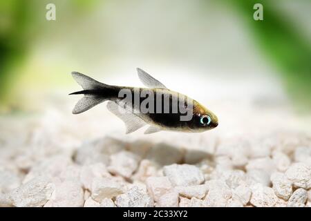 Schwarzer Kaiser tetra Nematobrycon amphiloxus tropisches Aquarium Neon tetra Stockfoto