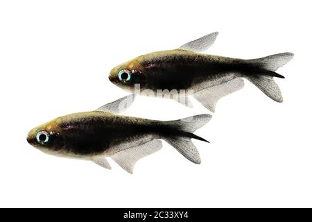 Schwarzer Kaiser tetra Nematobrycon amphiloxus tropisches Aquarium Neon tetra Stockfoto