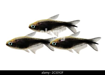 Schwarzer Kaiser tetra Nematobrycon amphiloxus tropisches Aquarium Neon tetra Stockfoto