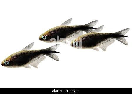 Schwarzer Kaiser tetra Nematobrycon amphiloxus tropisches Aquarium Neon tetra Stockfoto