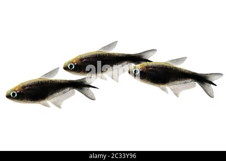 Schwarzer Kaiser tetra Nematobrycon amphiloxus tropisches Aquarium Neon tetra Stockfoto