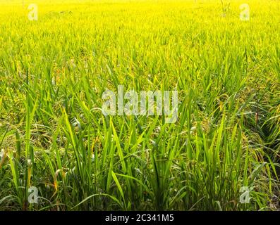 Üppig grünes Reisfeld im Mekong-Flussdelta - Long Xuyen, Vietnam Stockfoto