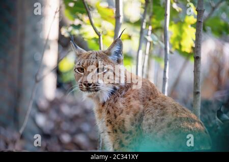 Luchs Porträt im Herbst Stockfoto