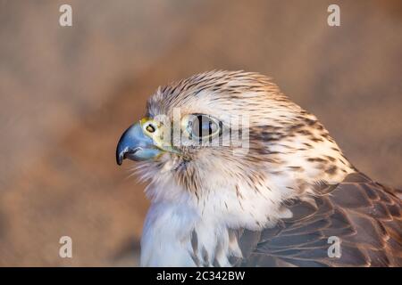 Greifvögel - gemeiner Turmfalke Stockfoto