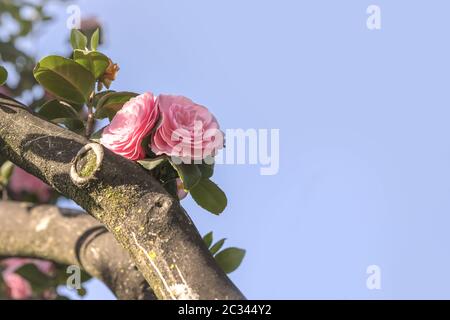 Rosa Camelia auf blauen Himmel im Asukayama Park in der Kita Stadtteil von Tokio, Japan. Stockfoto