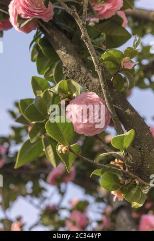 Rosa Camelia auf blauen Himmel im Asukayama Park in der Kita Stadtteil von Tokio, Japan. Stockfoto