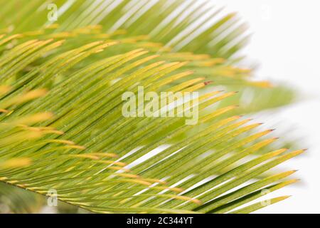 Green Palm Leaf von Okinawa in Japan auf weißem Hintergrund mit Bokeh. Stockfoto