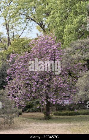 Rosa Kirschblüten Kugeln Blumen des Kazan Typs im Rikugien Park im Bunkyo Bezirk, nördlich von T Stockfoto