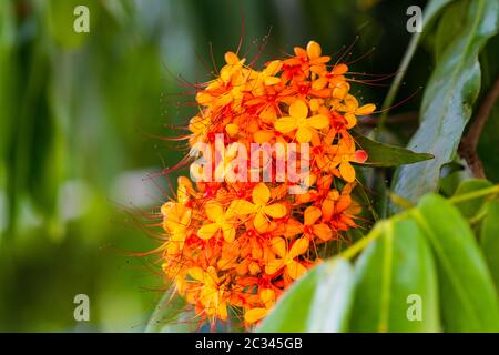 Die bunten orange und gelben Blüten von Saraca asoca (Saraca indica Linn, Asoka; Saraca) Stockfoto