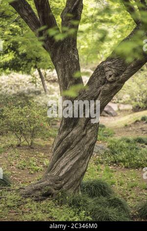 Verdrehter Stamm eines Ahornbaums im Rikugien-Park im Bunkyo-Viertel, nördlich von Tokio. Stockfoto