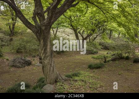 Verdrehter Stamm eines Ahornbaums im Rikugien-Park im Bunkyo-Viertel, nördlich von Tokio. Stockfoto