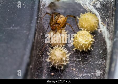 Nahaufnahme braune Witwenspinne (Latrodectus geometricus) und Nest in der Natur Stockfoto