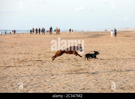 Katwijk, Niederlande - 23 April, 2017: Red setter Hund Spaß an einem Strand von Katwijk aan Zee, Niederlande Stockfoto