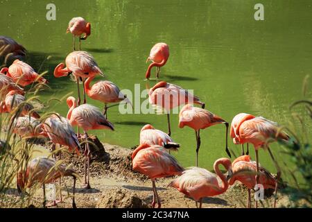 Gruppe von Flamingos, die im Wasser im am See stehen Stockfoto