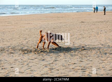 Katwijk, Niederlande - 23 April, 2017: Red setter Hund Spaß an einem Strand von Katwijk aan Zee, Niederlande Stockfoto