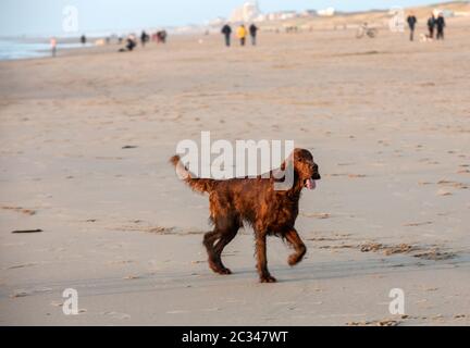 Red Setter Hund Spaß am Strand Stockfoto