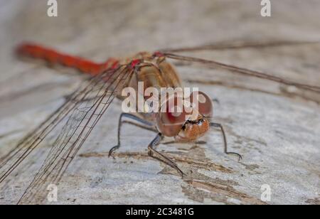 Vagrant darter 'Sympetrum vulgatum' Stockfoto