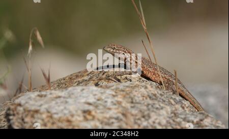 Westliche Seite-blotched Lizard, Uta stansburiana elegans in seinem Wüstenhabitat, hier gesehen in der östlichen Sierra Nevada. Stockfoto