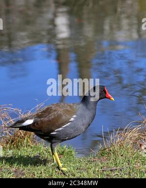 Nahaufnahme des Hühners Gallinula chloropus aus dem grünen Teich Stockfoto