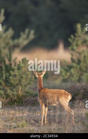 Roe Deer Pricket aufmerksam Blick auf eine Gruppe von Red Deers Stockfoto