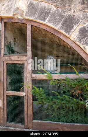 Milandes, Frankreich - 4 September, 2018: die Touristen sehen das Zeigen der Greifvögel im Chateau Les Milandes, eine Burg in der Dordogne, Aquitaine, F Stockfoto
