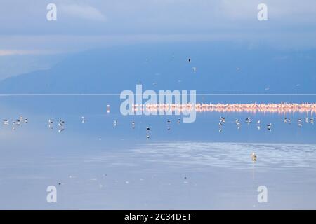 Herde von rosafarbenen Flamingos von Lake Manyara, Tansania. African Safari Stockfoto