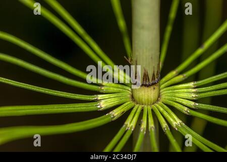 Schachtelhalm 'Equisetum spec.' Stockfoto