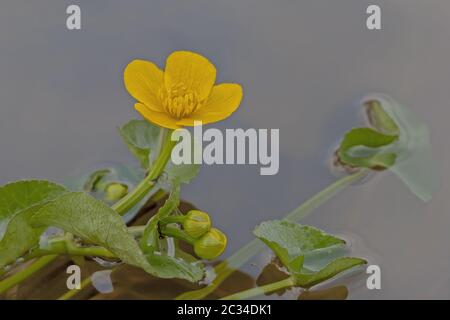 Marsh Ringelblume „Caltha palustris“ Stockfoto