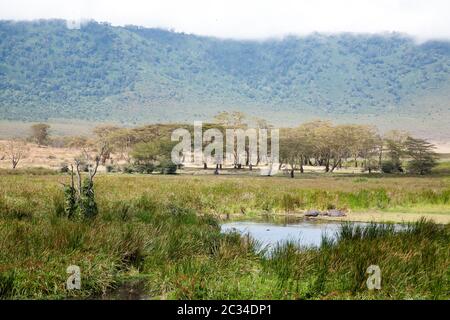 Ngorongoro Krater schöne Landschaft, Tansania, Afrika. Ngorongoro Conservation Area panorama Stockfoto