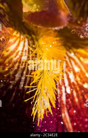 Die hellen dunklen Frühlingsblumen bedeckten Tropfen Wasser und Tau nach Regen, große Planblumen nicht im Fokus Stockfoto